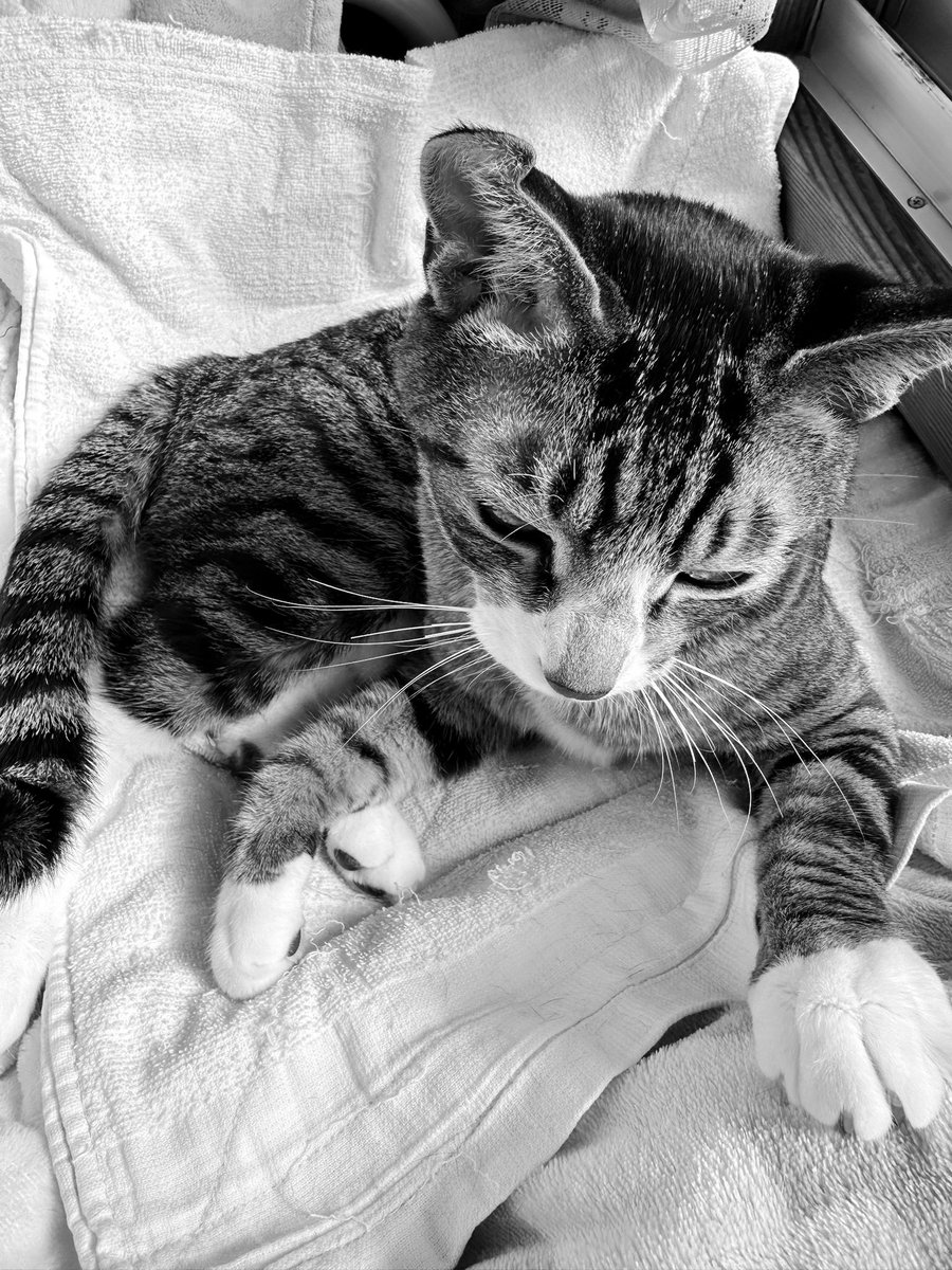 kasaratchi's tweet photo. 😽耳は折れているけど、僕はスコティッシュホールドじゃないんだ
・イイコ

😽I may have a folded ear, but I'm not a Scottish Fold.
・Iiko https://t.co/NKMWESWWDt