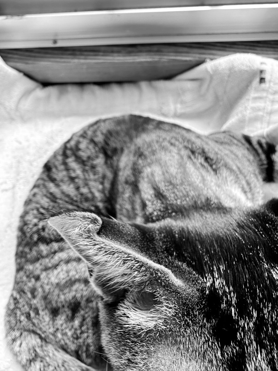 kasaratchi's tweet photo. 😽耳は折れているけど、僕はスコティッシュホールドじゃないんだ
・イイコ

😽I may have a folded ear, but I'm not a Scottish Fold.
・Iiko https://t.co/NKMWESWWDt