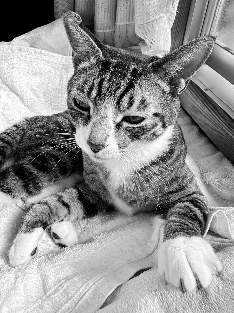 kasaratchi's tweet photo. 😽耳は折れているけど、僕はスコティッシュホールドじゃないんだ
・イイコ

😽I may have a folded ear, but I'm not a Scottish Fold.
・Iiko https://t.co/NKMWESWWDt