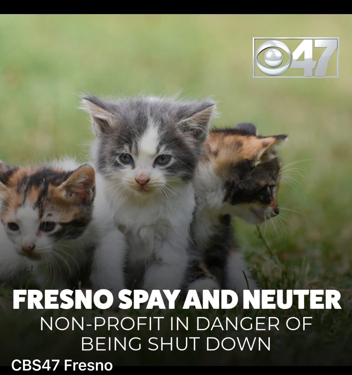 MercedSpca's tweet image. Please help Fresno TNR.

They provide such a valuable service to the Central Valley. If they close, the population of cats in Fresno and beyond will explode. 

Please donate to keep them operating.