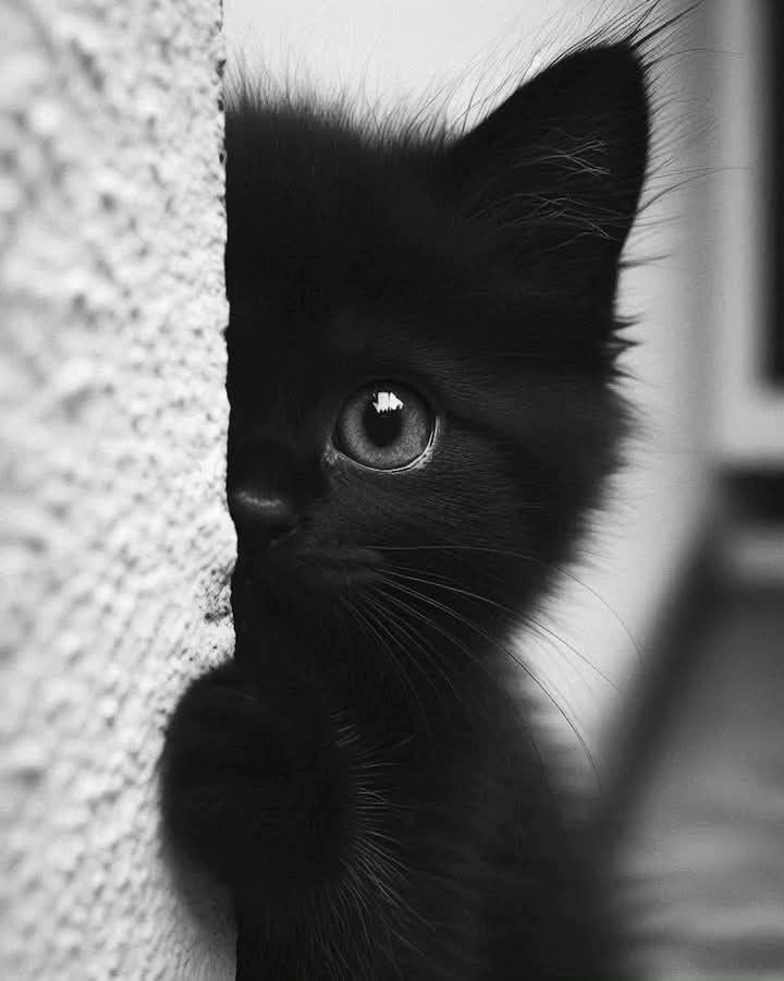 Good evening ♥️🌈

#cats #CatsofTwittter #CatsLover #CatsOnTwitter