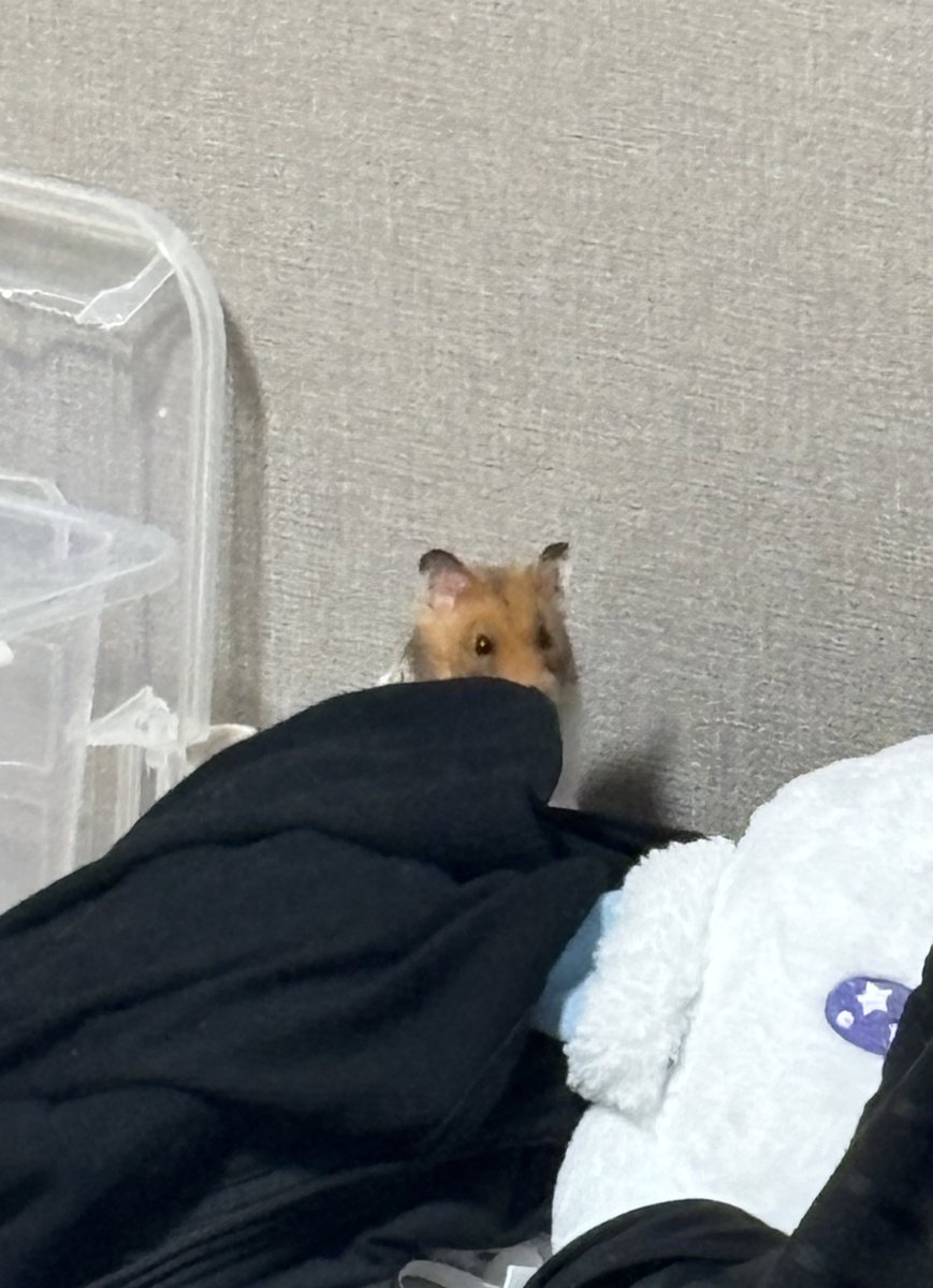 家帰ってきたら大概脱走してんだけど
福さん脱走常習犯すぎる🐹