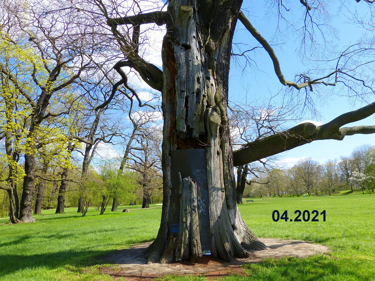<a href="/HeinerHoogen/">Heiner Hoogen</a> Die Splitter Eiche in Dresden im großen Garten. Den 7 jährigen Krieg  überstand sie, auch den I. Weltkrieg. Bei den Luftangriffen auf Dresden am 13. und 14. Februar 1945, wurde sie massiv getroffen. Trotz der Schäden  wuchs die Eiche weiter und bekam den Namen „Splittereiche“