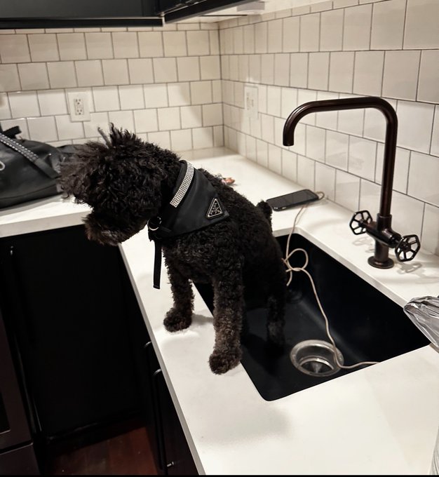 Watch Sabina Magic NYC 🪽🕊️☁️🪩's leaked NSFW photo on TwXstars