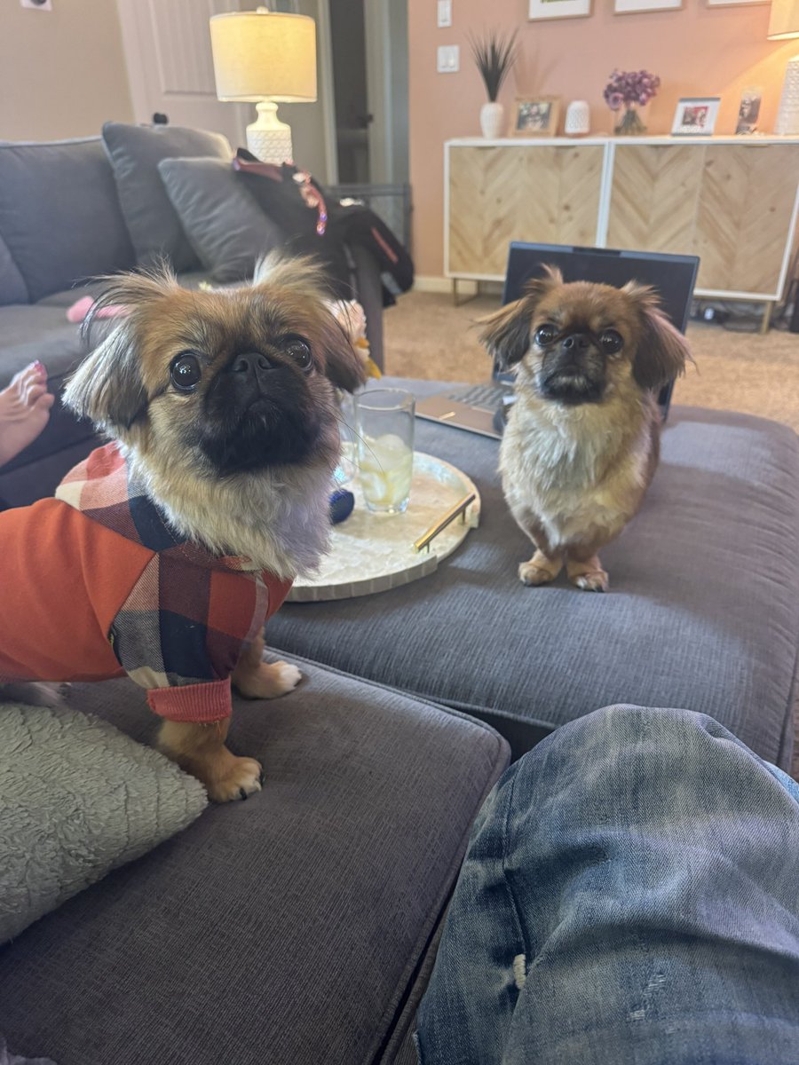 Cody_Perez's tweet photo. The boys got haircuts and baths. They are looking sharp. Mariah has gotten really good with being their barber. 

#Peekapoo #Tazz #Lorenzo #Puppies #Brothers #Dogs https://t.co/mjHbK5O05x
