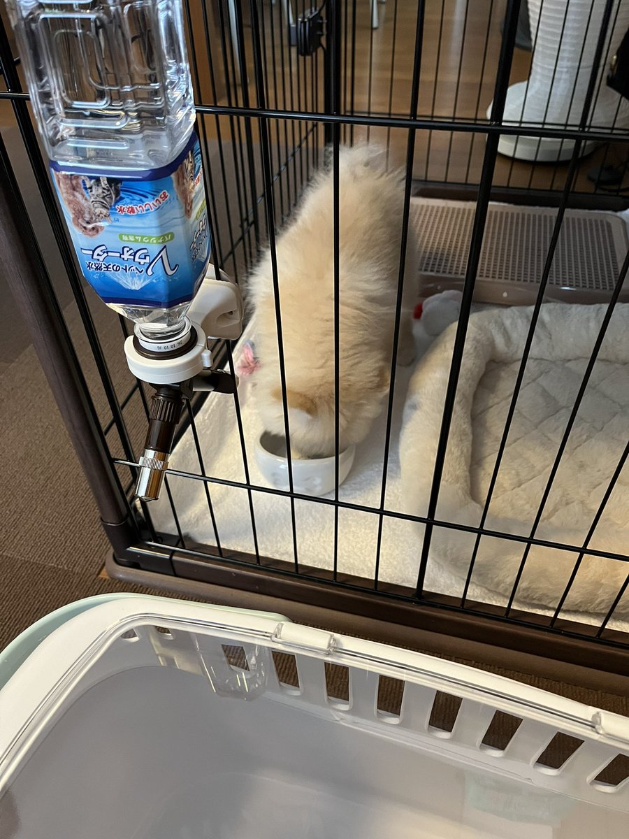 久しぶりの更新です💦
実は…作事より新しい家族増えました！
ポメラニアンのおもちくんです😄
お利口さんでとっても可愛いです😍
これから元気にすくすく育って欲しいなぁ…