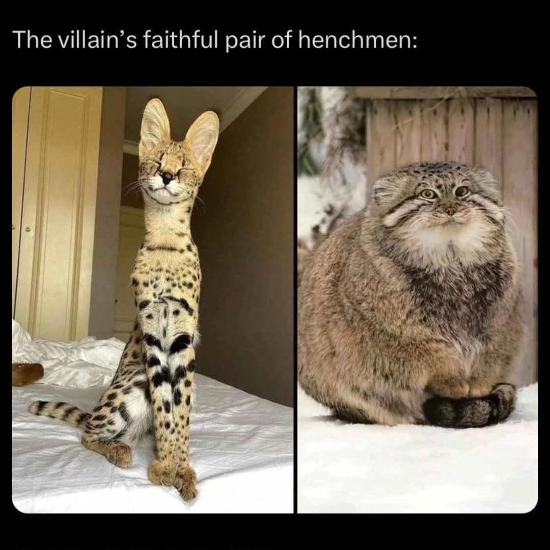 PunchingCat's tweet photo. https://t.co/UUo74aufwd