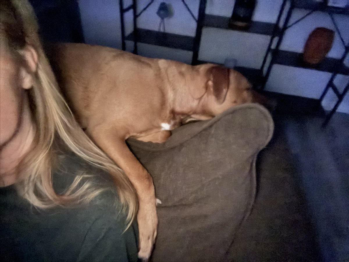 terrye_thorp's tweet photo. My 65lb red nose pittie mix thinks she’s a cat….and is sleeping on the back of the couch.
#rescuepup #Journey #catlike #OPLive @OfficialOPLive https://t.co/TFkfOXM1PC