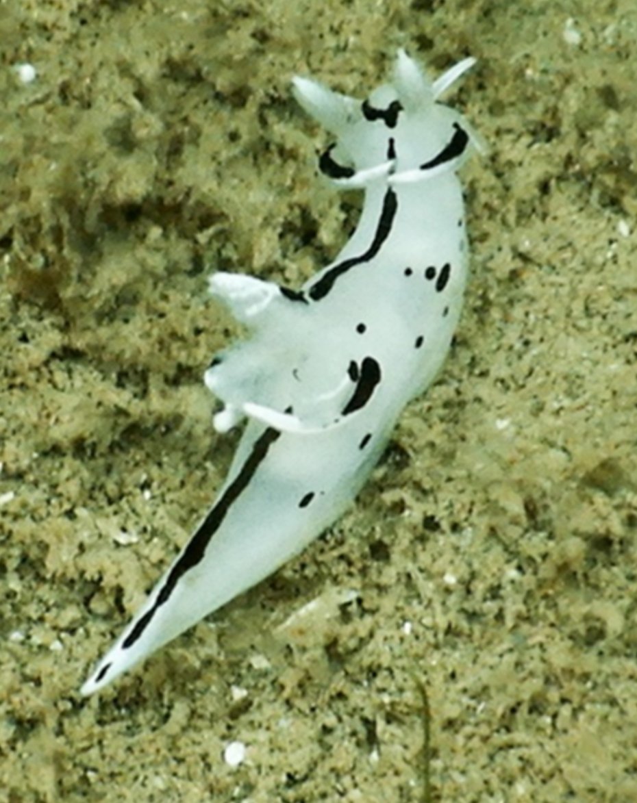 angelperea01's tweet photo. 🌊🔬 ¡Un nuevo hallazgo en el mar peruano!

📢 Científicos del #IMARPE, en colaboración con la UNMSM y la Universidad de Antofagasta, han descubierto una nueva especie de babosa marina en la costa de #Huarmey, #Áncash, su nombre científico es: Trapania huarmeyana. Estas "babosas de mar" son moluscos que pertenecen a un grupo denominado nudibranquios, no poseen concha y son de muy vistosos colores 🐚

🔎 la especies descubierta se distingue por su cuerpo muy colorido y blanco translúcido con rayas marrones, vive entre los bosques de macroalgas que venimos estudiando en IMARPE-Chimbote desde el 2017 junto a hidrozoos y esponjas de los que se alimenta. El estudio esta basado en análisis anatómicos y técnicas moleculares, que contribuye al conocimiento de la biodiversidad marina en el Pacífico suroriental. 🌍🐠

📄 los detalles están en el artículo ya publicado en el Journal of the Marine Biological Association of the United Kingdom y está disponible gratuitamente aquí: 🔗 https://t.co/VP76wFRxgN

💙🌊  #BiodiversidadMarina #Ciencia #Nudibranquios