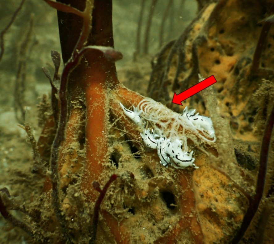 🌊🔬 ¡Un nuevo hallazgo en el mar peruano!

📢 Científicos del #IMARPE, en colaboración con la UNMSM y la Universidad de Antofagasta, han descubierto una nueva especie de babosa marina en la costa de #Huarmey, #Áncash, su nombre científico es: Trapania huarmeyana. Estas "babosas