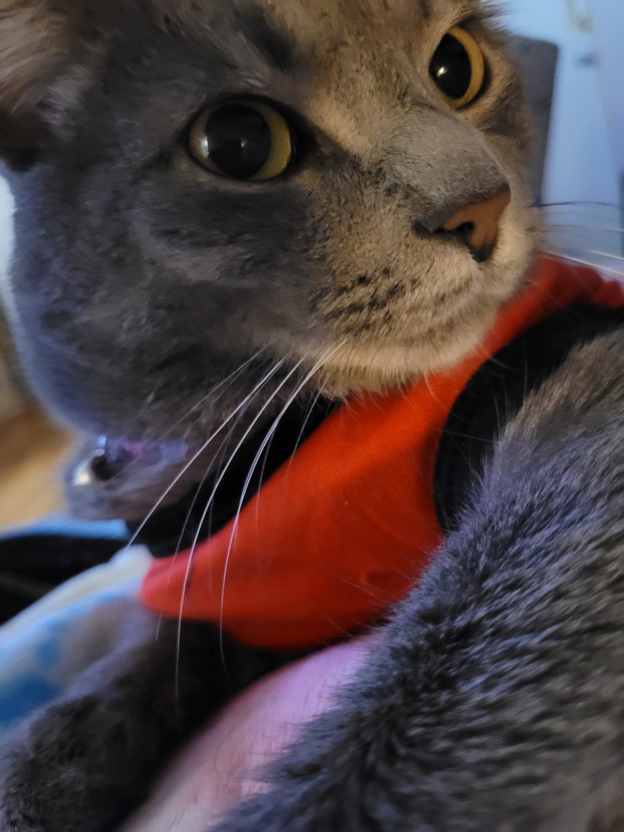 MariettaDaviz's tweet image. #Katt