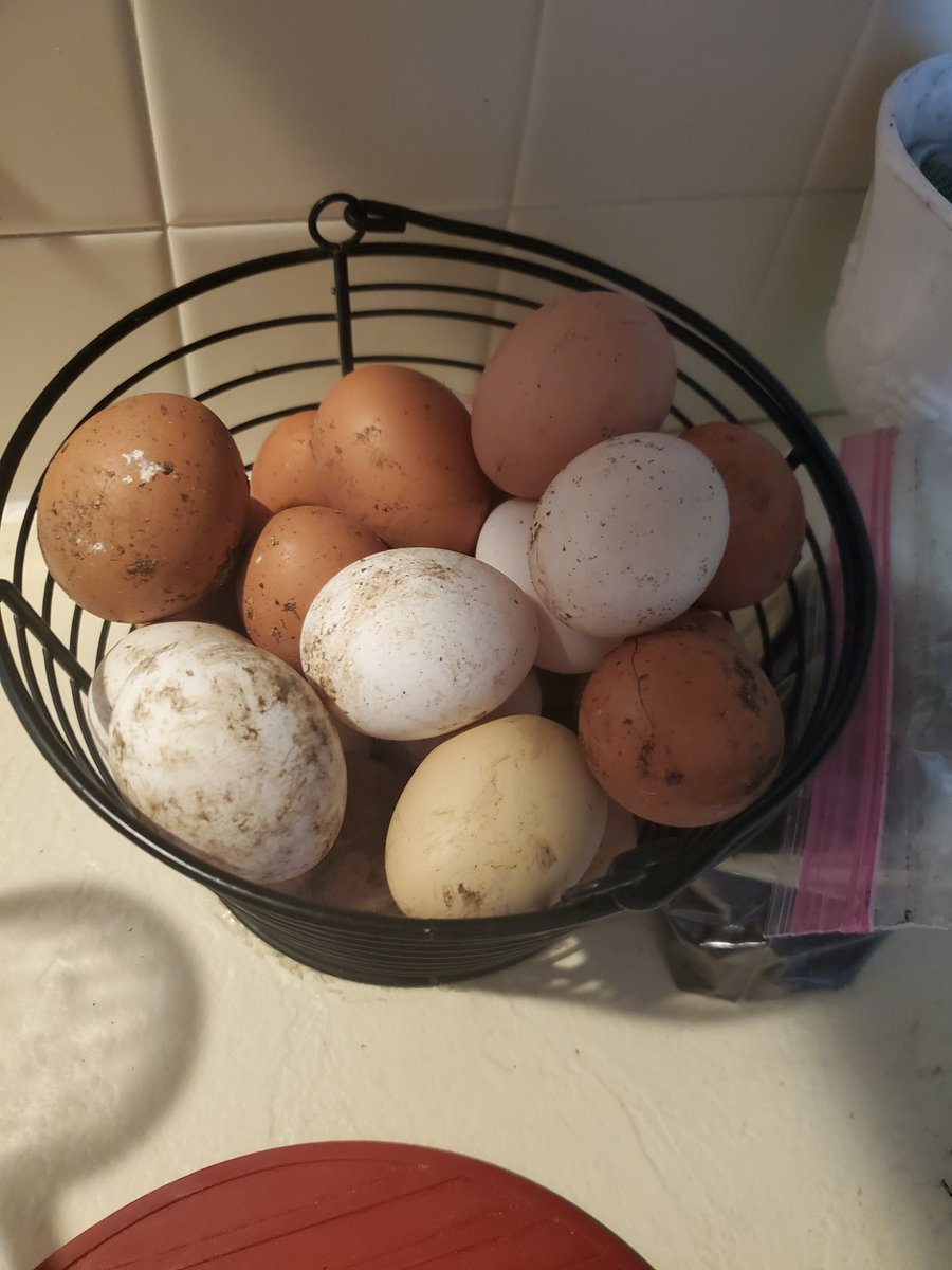 MuchHorseradish's tweet photo. #EggTwitter https://t.co/iHJfeLW3Z2