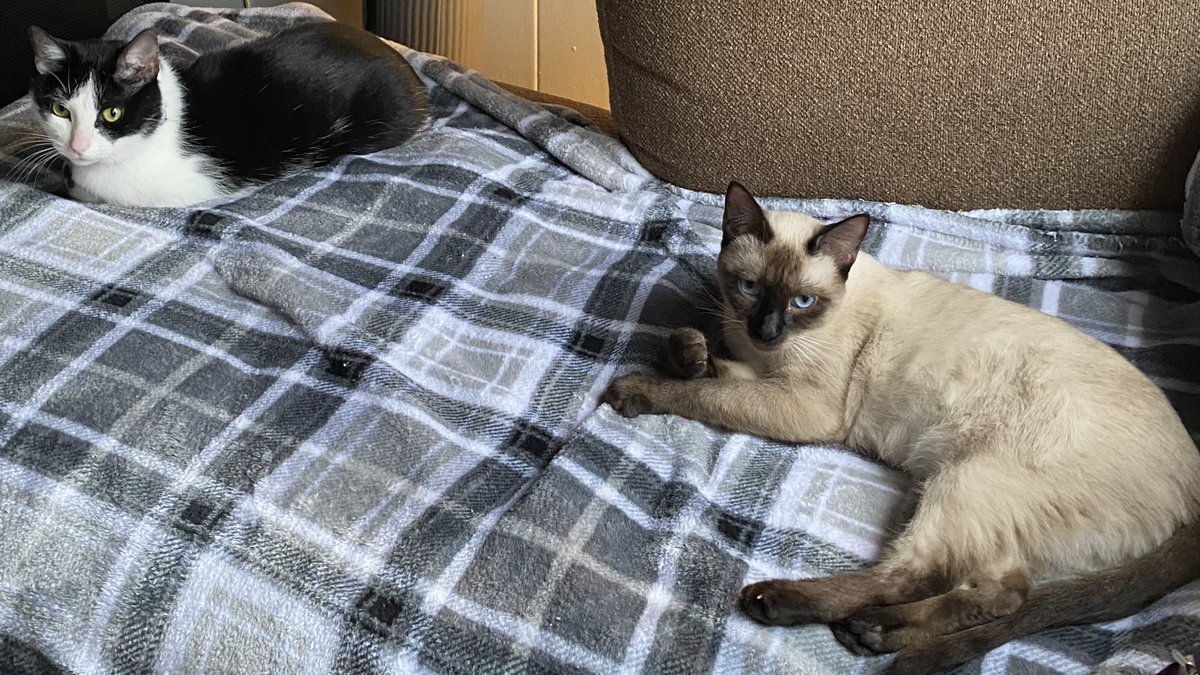 WoldenAnita's tweet photo. #EvilBuddy and #QueenShiba being cute as always 😻😻 https://t.co/qtfQK4If1z