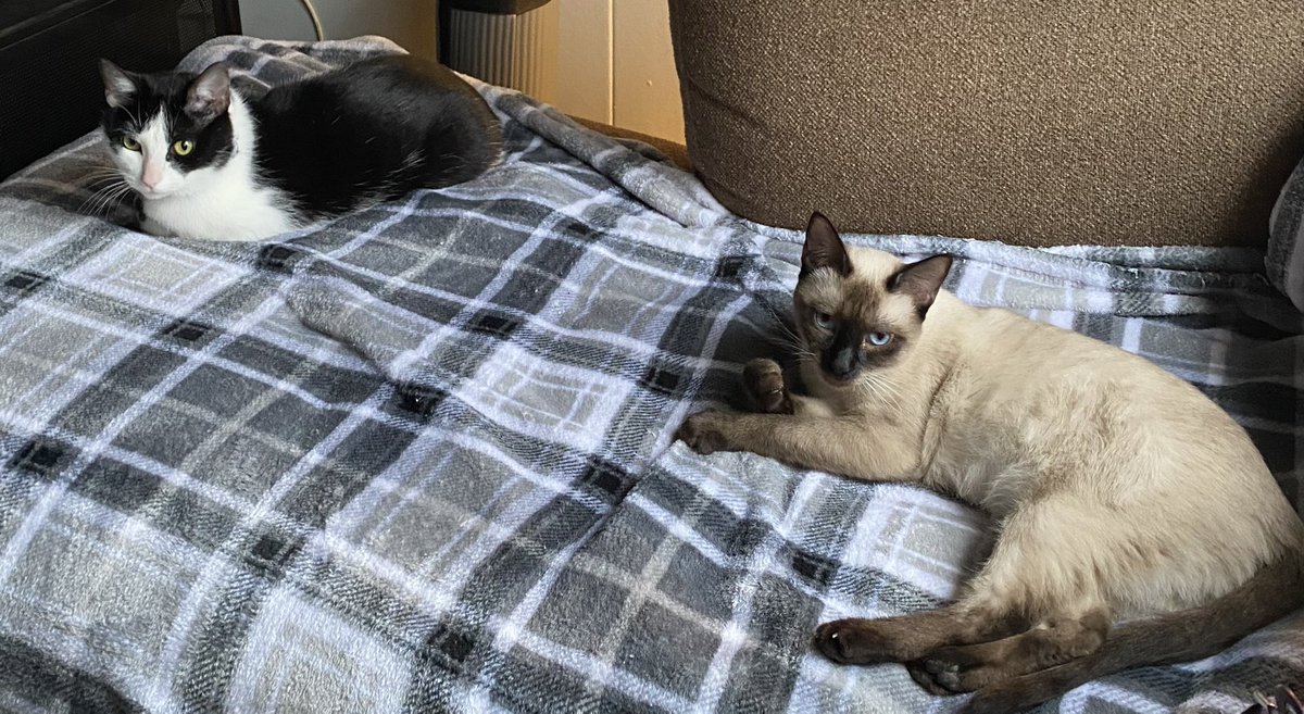 WoldenAnita's tweet photo. #EvilBuddy and #QueenShiba being cute as always 😻😻 https://t.co/qtfQK4If1z