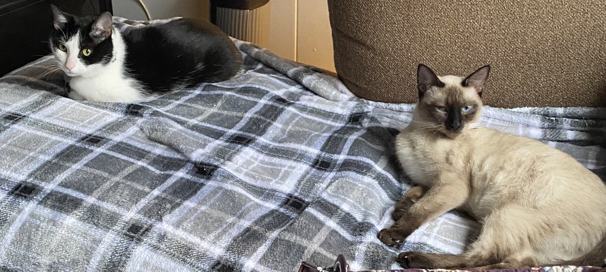 WoldenAnita's tweet photo. #EvilBuddy and #QueenShiba being cute as always 😻😻 https://t.co/qtfQK4If1z