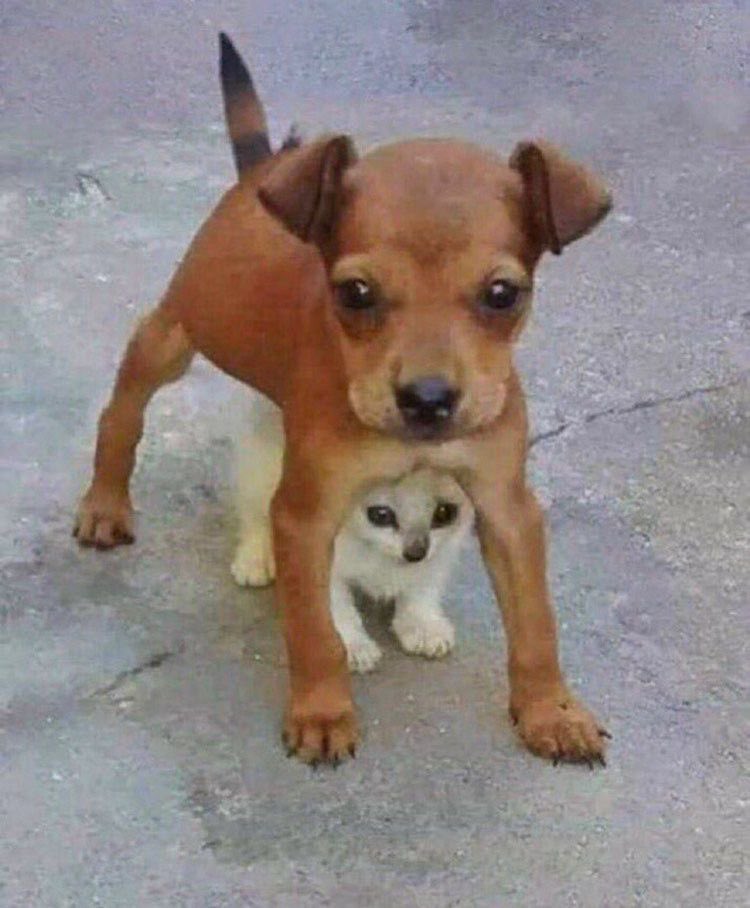 💖 (@twaniimals) on Twitter photo 