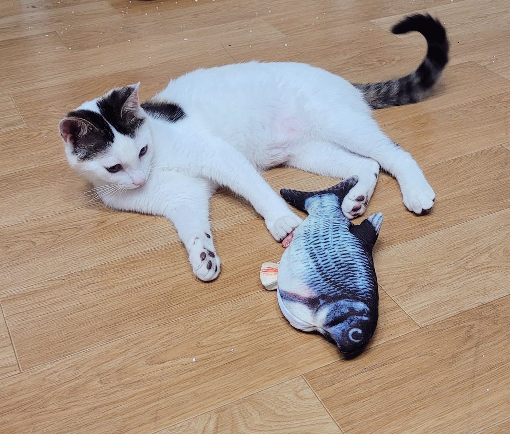 kichinyang's tweet photo. 대낮부터생선에환장하는 고먀미들 https://t.co/mesWTMkqJC