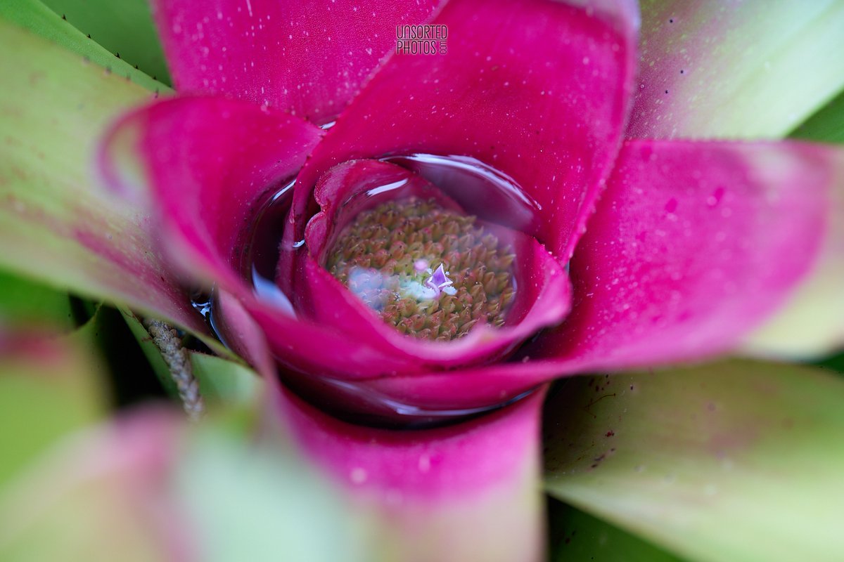 UnsortedPhotos's tweet photo. Today's #PrettyPixels feature a small blossom taking a swim in a bigger blossom. https://t.co/mbRMcVsQcs
