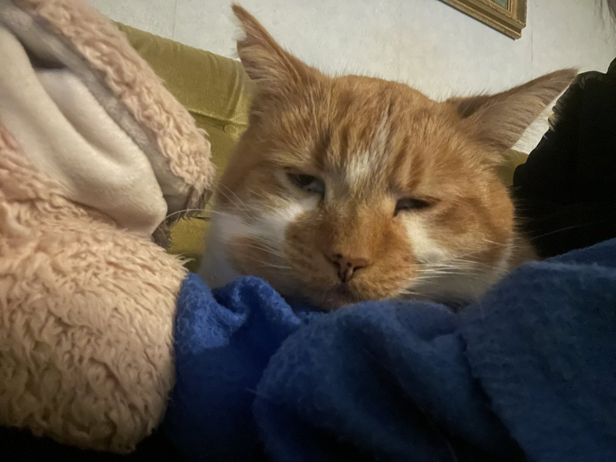 Miles &amp; his hoomans appreciate every single person here who physically looked, spread the word, sent kind encouraging messages, said prayers, or helped in any way 3 years ago while Miles was missing. It was so lovely to know so many people were rooting for us to be reunited. ❤️