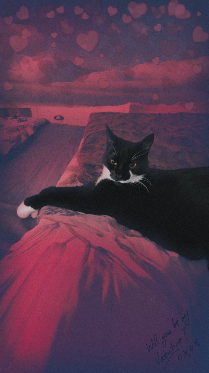 I hope all cats had a Happy Valentine's Day yesterday. 💘 Every day is a love day. 💗 I'm thinking of and missing Taffa every day. 😢 #ValentinesDay #ValentinesDay2025 #HappyValentinesDay #Valentines #BelatedValentines #AllaHjärtansDag #Love #Niece #Cat #TaffaTheCat #Taffa