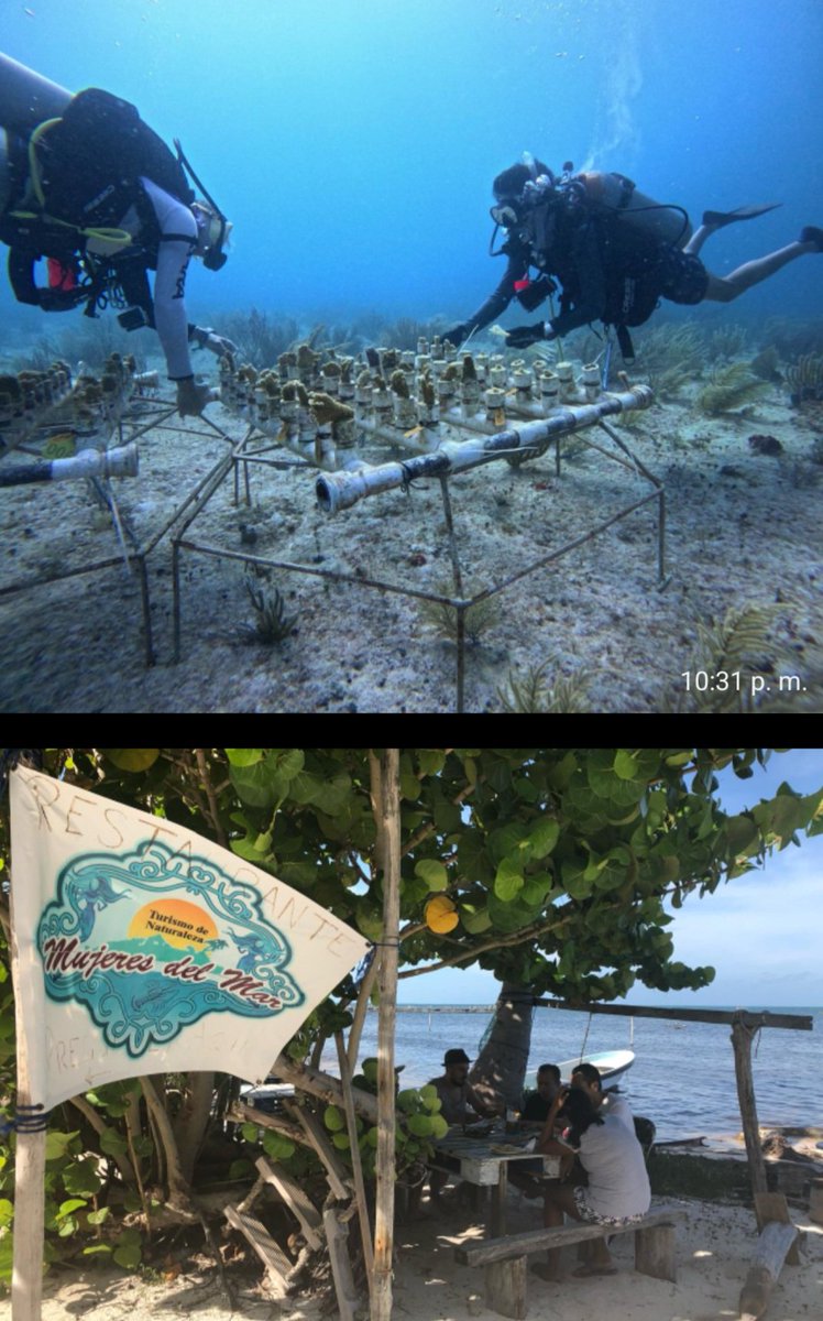 ¿Qué está haciendo Quintana Roo por la sostenibilidad?

Desde estrategias de turismo responsable hasta proyectos ambientales, la transformación está en marcha. 

Descubre los avances y desafíos aquí ⬇️
🔗 empresability.org/post/avances-s… <a href="/panchosuarezh/">Francisco Suarez</a>

#Sostenibilidad #RSE