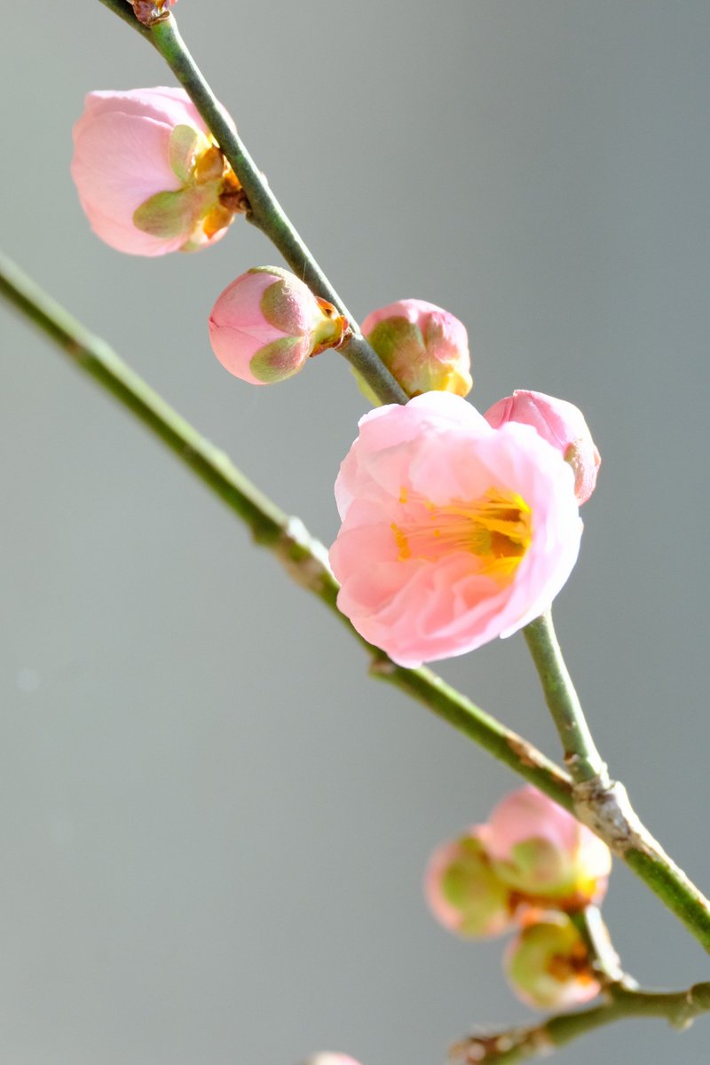 himawari4737's tweet photo. (｡•◡•｡ฅﾞおはよぉ〜♪
ここ数日の雨暖かい気候に🌞
梅の花が一輪咲き蕾も大きく膨らみました🌸 https://t.co/3Meb8VqvV8