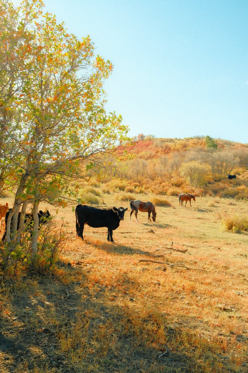 AlexKittoe's tweet photo. Autumn hikes in Colorado https://t.co/viHbEC4ZZA