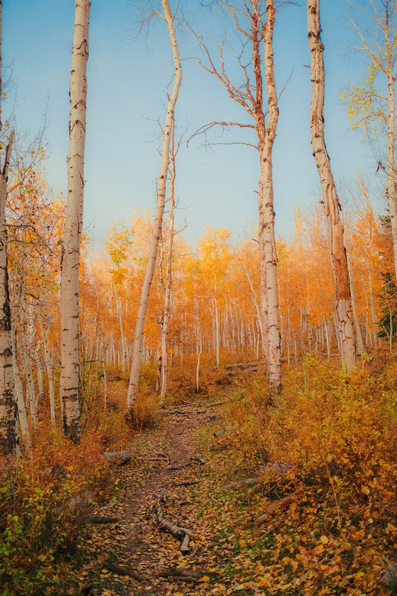 AlexKittoe's tweet photo. Autumn hikes in Colorado https://t.co/viHbEC4ZZA