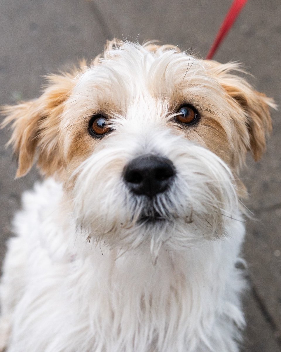 thedogist's tweet image. Finley, Jack Russell Terrier, 18th &amp;amp; 7th Ave., New York, NY • “He was born in France – we see the occasional cousins of his on the street. He’s never met a stranger – happiest boy in the world. His tail never stops. It could power the nation.”