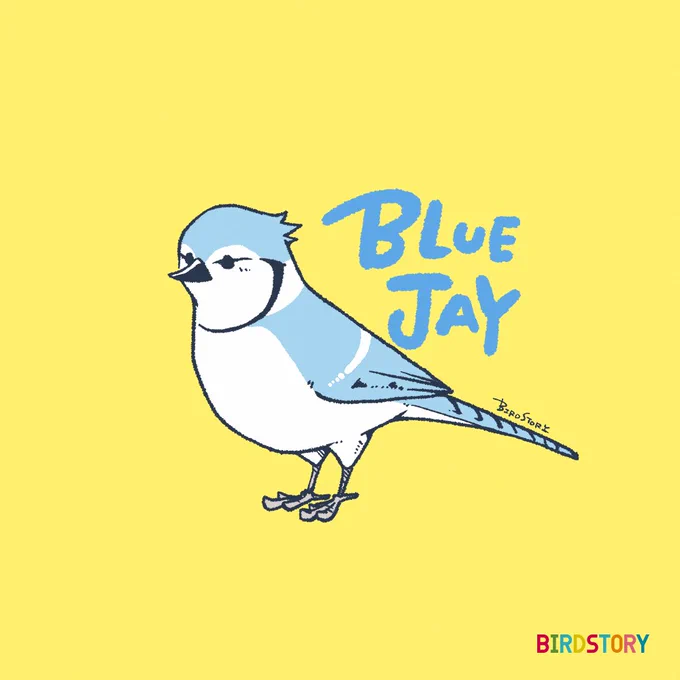 おはようございます。本日は2月16日、語呂合わせから、似合う色の日とのことです#BIRDSTORY #アオカケス #BlueJay 