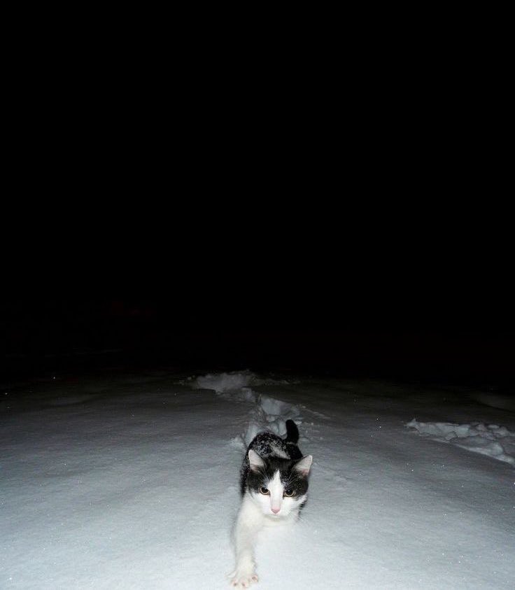 mostlycatsu's tweet image. 