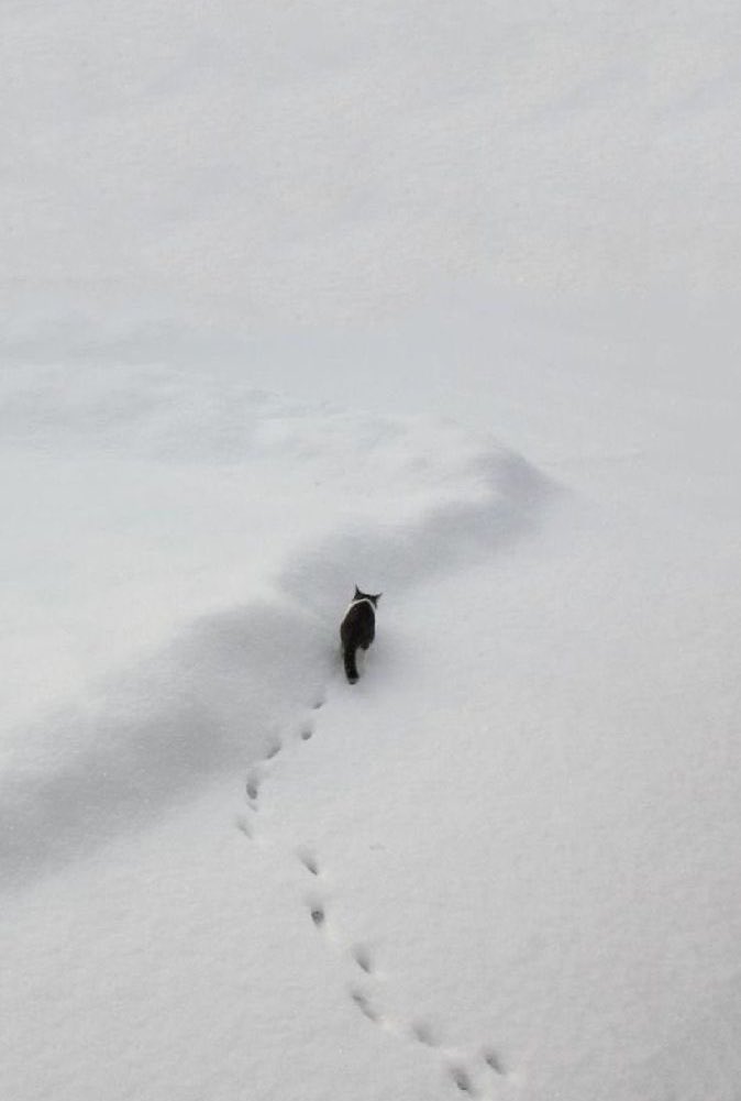 mostlycatsu's tweet image. 