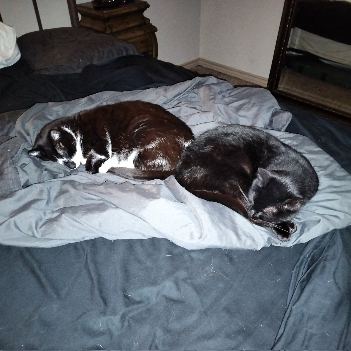 😸HAPPY CATURDAY FREAKS!!!😸
#eriksfamousmonsters