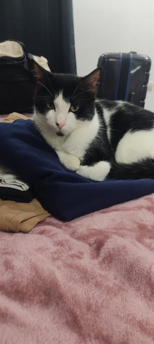 AlbericoFJ's tweet photo. Extraño demasiado a mis gatitos 😭 https://t.co/iHeFXnxI3s