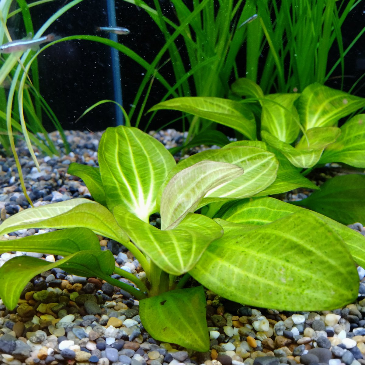 赤系エキノドルスがキレイな水中葉を展開してきました✨ 1枚目 ルビン