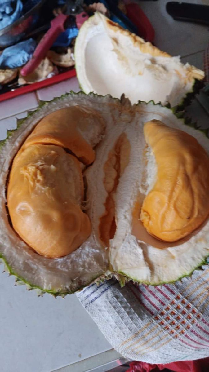 apri_adi08's tweet photo. Mas wapres @gibran_tweet jane bapak e jenengan pak @jokowi  doyan duren mboten?
Kok ratau ditumbahke duren?
Iki ada black thorn sama musang king yg udah ditanam lama di jawa.
Yen kerso bisa hubungi saya njih. https://t.co/A396W8vcKw