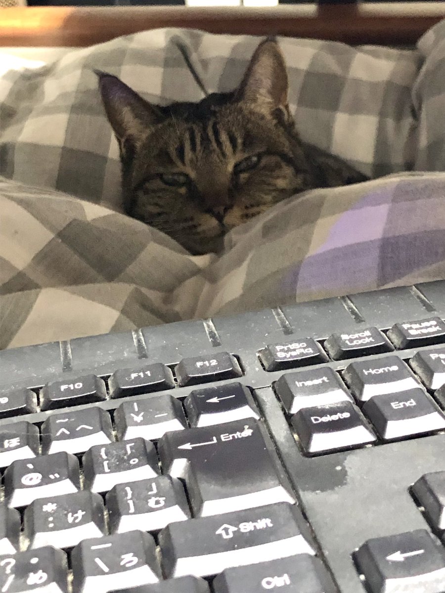 主はベッドでお仕事😹
足元で見守る看護猫🐈