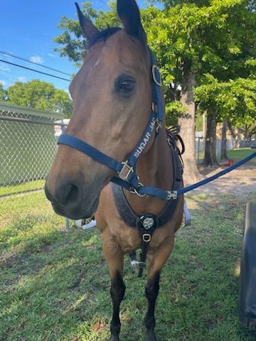MiamiDade_SO's tweet photo. It is with heavy hearts that we announce the passing of Beloved Mounted Patrol Horse "Jack," who passed away on February 7, 2025, with his handler, Deputy Kern Dieudonne at his side. Jack was a cherished member and an integral part of our Miami-Dade Sheriff's Mounted Patrol Unit. He was the pioneer and instrumental in re-establishing the Mounted Patrol Unit. 

Please keep his handler and our Mounted Patrol Unit in your prayers during this difficult time.
