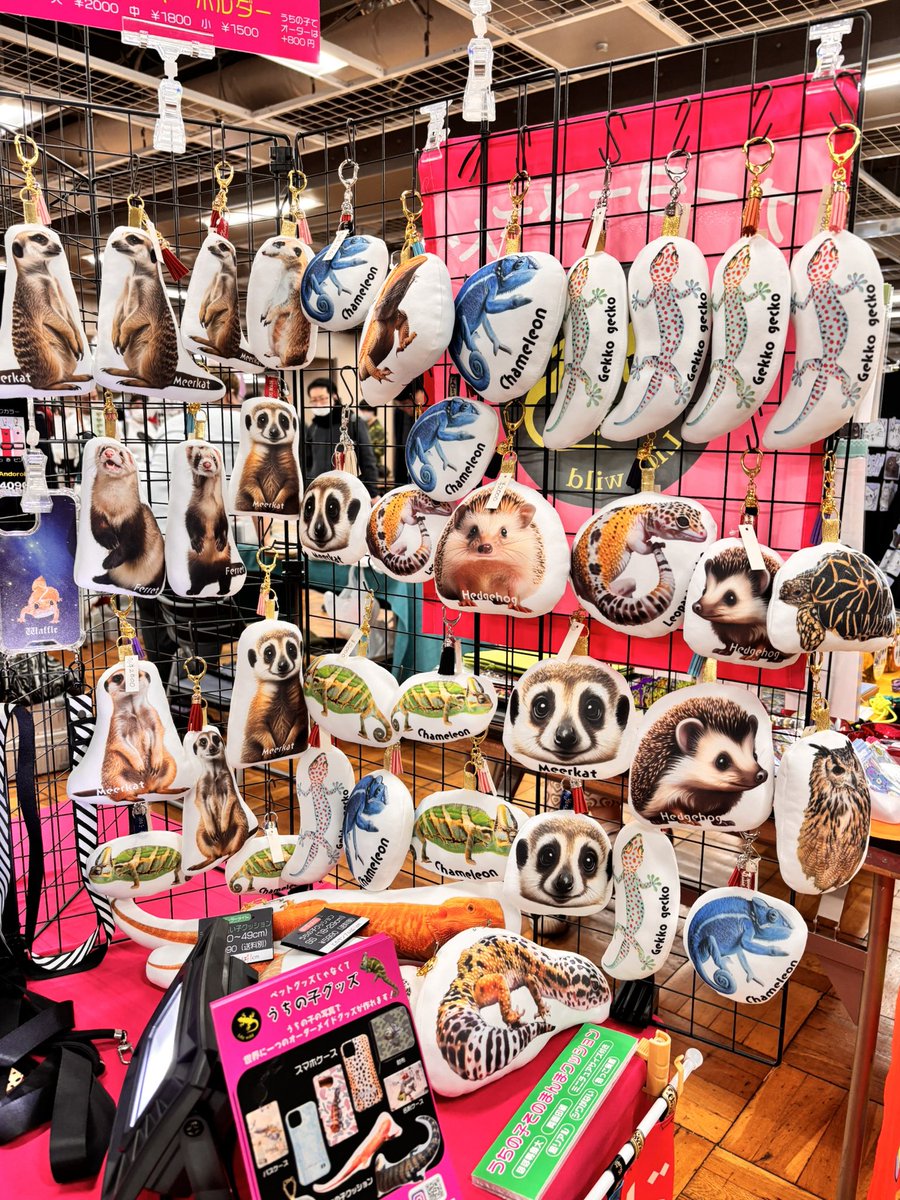 Lilywildrep's tweet image. exotic reptile expo
始まりましたー❣️
浅草台東館6階です🤩
お待ちしてまーす🦎👍
#exoticreptileexpo