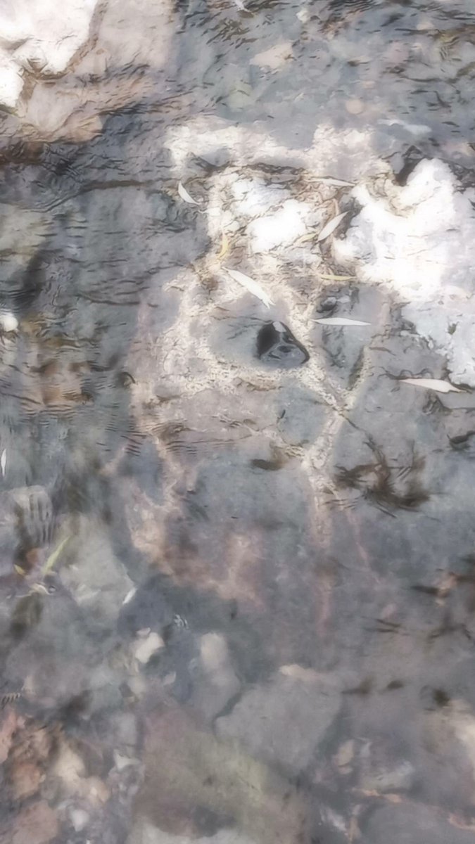 falconfall tweet media