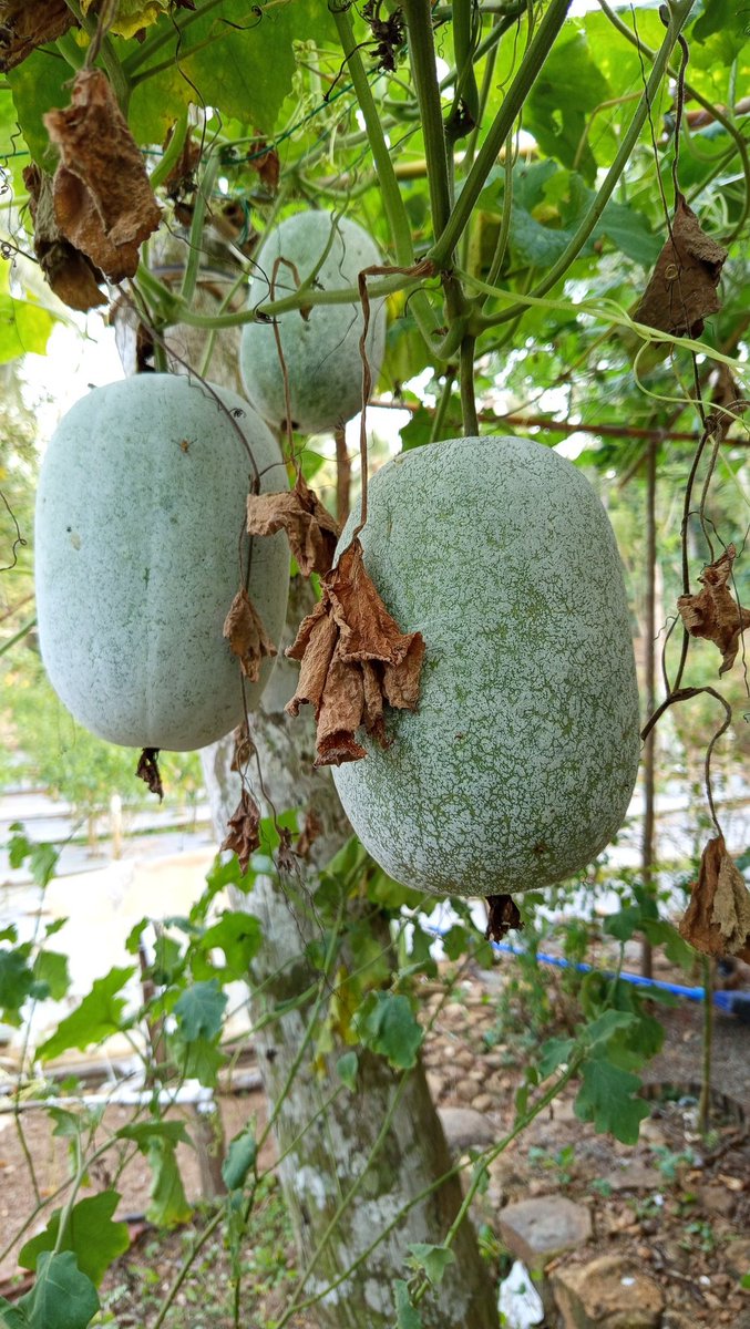 පුහුල් හොරා කරෙන් දැනේ