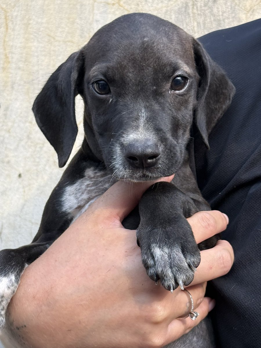 En el voluntariado de Zoonosis Lanús tenemos muchos cachorritos esperando una familia. 🏡💖 Hay para todos los gustos: juguetones, dormilones, traviesos y súper mimosos. ¿Quién te roba el corazón?

📩 Si querés adoptar escribinos por DM de IG.