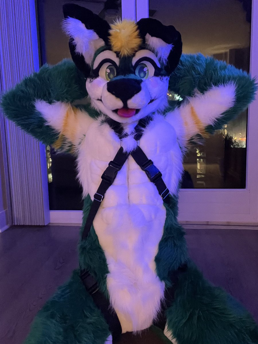 PackerDog30's tweet image. Anyone have a leash? 😛