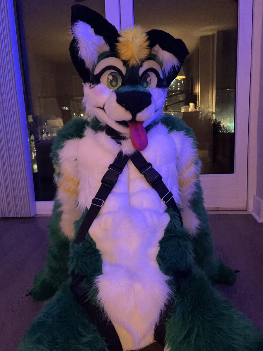 PackerDog30's tweet image. Anyone have a leash? 😛