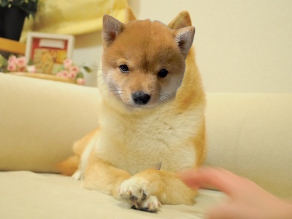 thefloofcoin's tweet photo. the real doge of 2025 https://t.co/SJj9LjDzIn