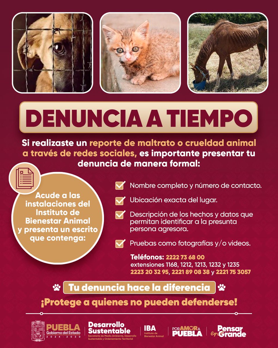 DIBAGobPue's tweet photo. #PorAmorAPuebla 🐾  | El maltrato animal no debe quedar impune. 🚨 Si ya reportaste un caso  por redes, formalizar tu denuncia es clave para que se actúe.

A continuación te decimos cómo. Denunciar es proteger. 🐶🐱💚 #CeroToleranciaAlMaltratoAnimal #PorAmorALosSeresSintientes https://t.co/FjZ4iUkqvZ