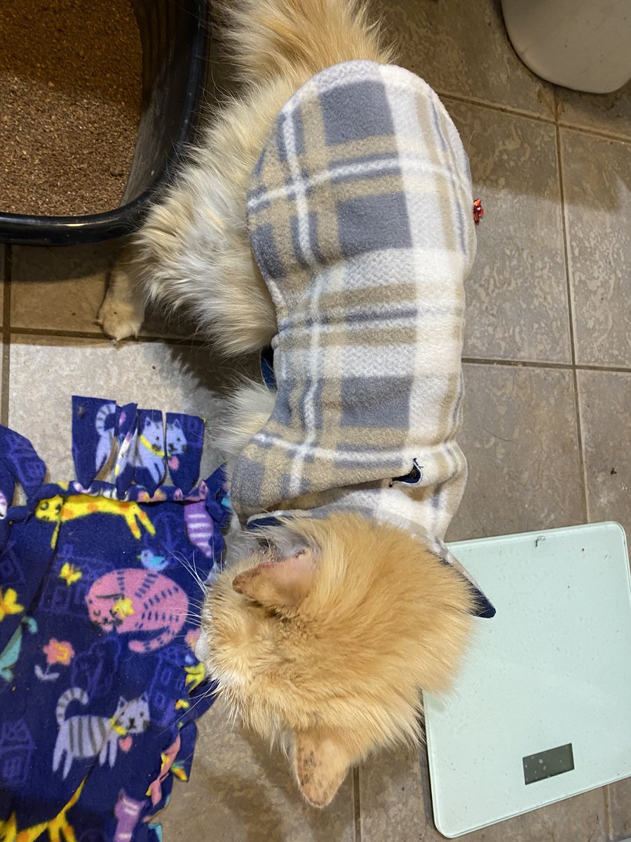 KristenFrame1's tweet photo. Mum bought this warm fleece coat because I’m going to be shaved. It’s cuddly & I’m a little chilly now, so I’m happy to wear it. #Ruadh #insidekitty Do you wear sweaters? #rescue https://t.co/HfjwkT8VRM