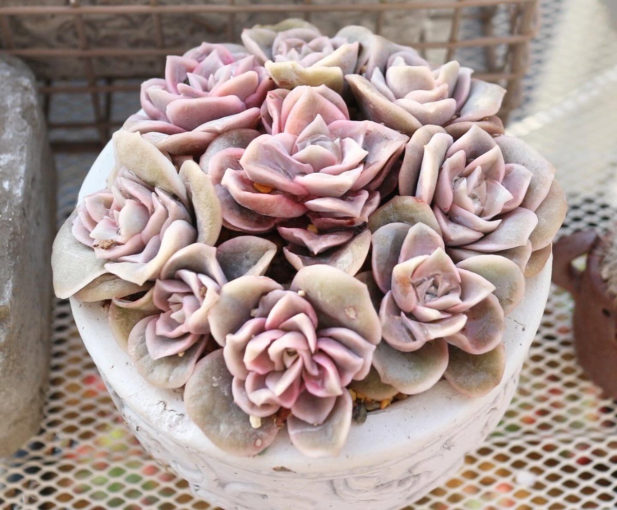 ラブリーローズがほんのり紅葉したのがかわいすぎて、 つくってみ