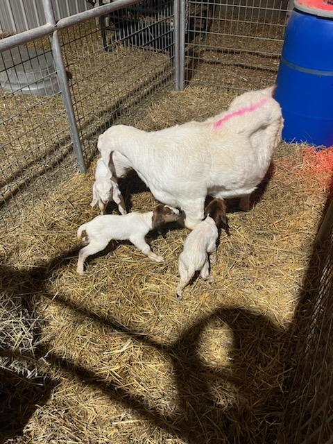 It's Saturday, but there are no days off at Green Acres. We had five babies born in a span of about 4 hours today.