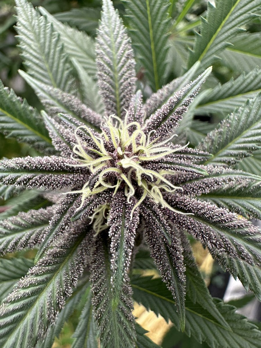 StickyGrams's tweet photo. Had to adjust the trellis around so it gave me an excuse to take some more pics
Some of them are so frosted up they’re starting to look silver from a distance. Day 25f
#GrowingMarijuana #Cannabis #Growmies #TropCherry https://t.co/rUdrP7sLyY
